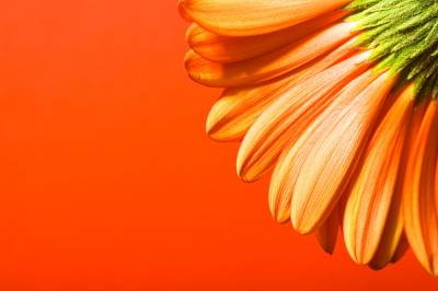 Beautiful orange flower design