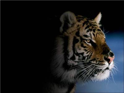 Beautiful Tigers From The Dark Background Thumbnail