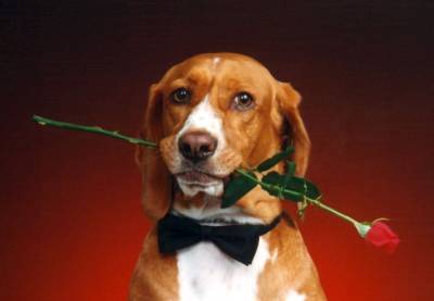 Dog Bowtie Red Rose Background Thumbnail