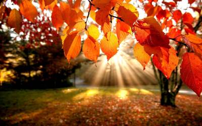 Fall, leaves, sunrise