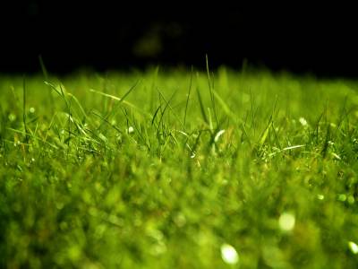 Grass For Sports Template Background Thumbnail