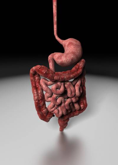 Human Digestive System Background Thumbnail