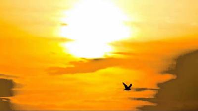 Prayer, birds, flying, sunrise