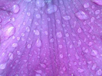 Raindrops On A Purple Flower Background