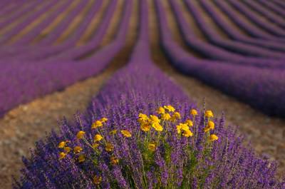 The waves of lavender