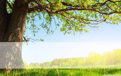Trees Full Of Vitality Classical Background Thumbnail