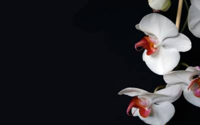 White Orchid On Black Bg Background Thumbnail