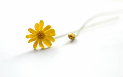 Yellow Daisies On A White Background Background