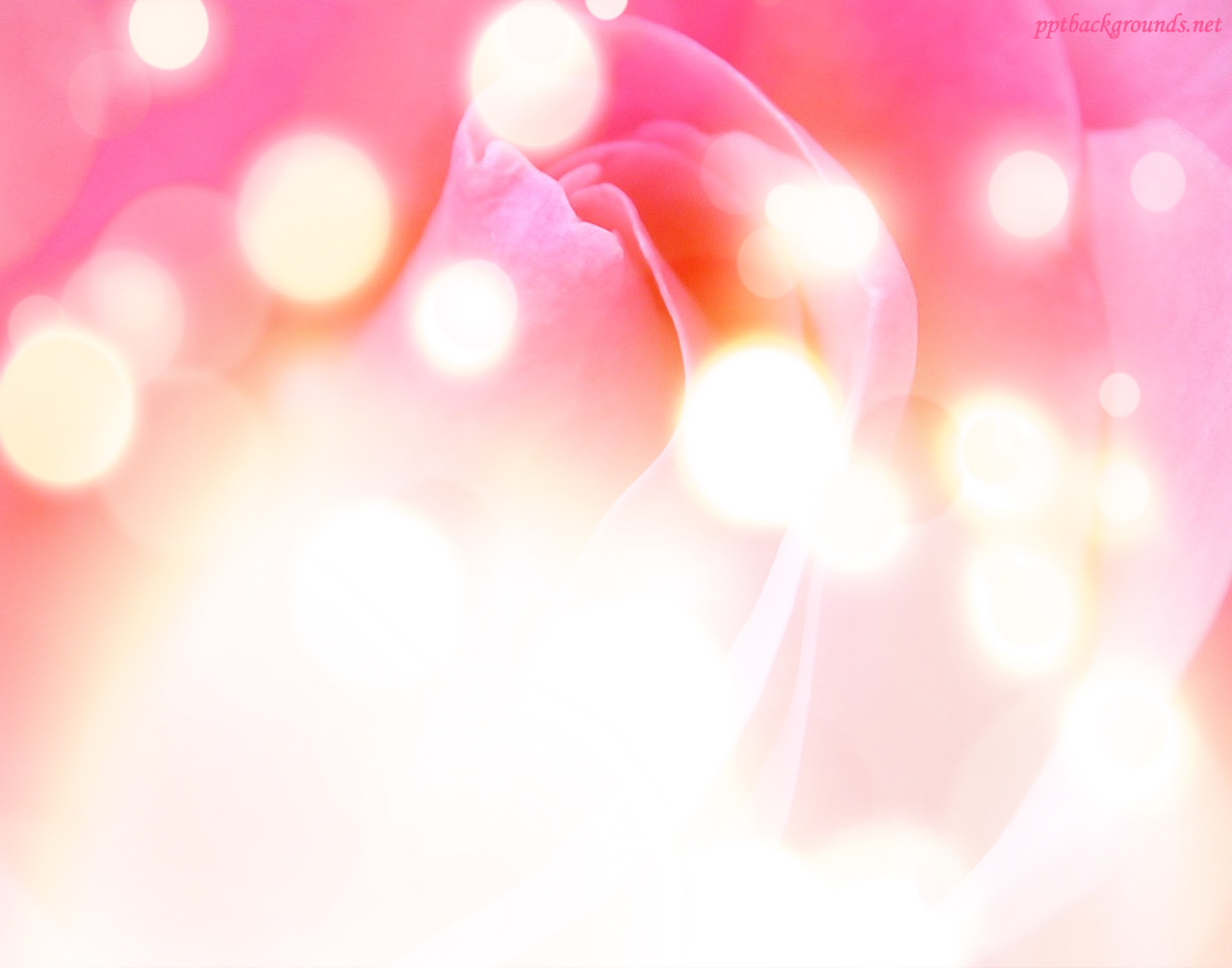 Free Blurry Lights With Rose Color Backgrounds For PowerPoint