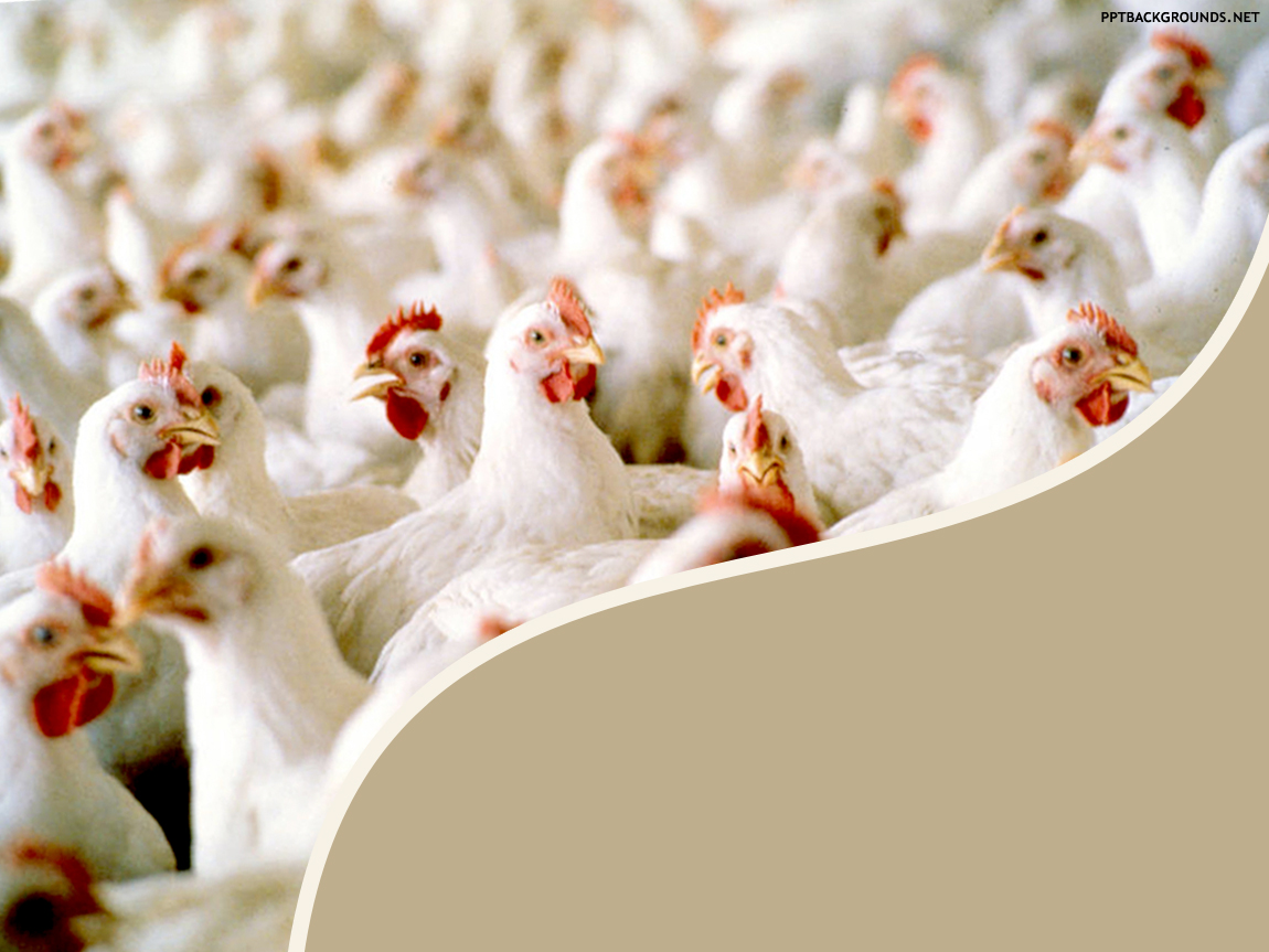 Chicken Manufacturing Farm free powerpoint background