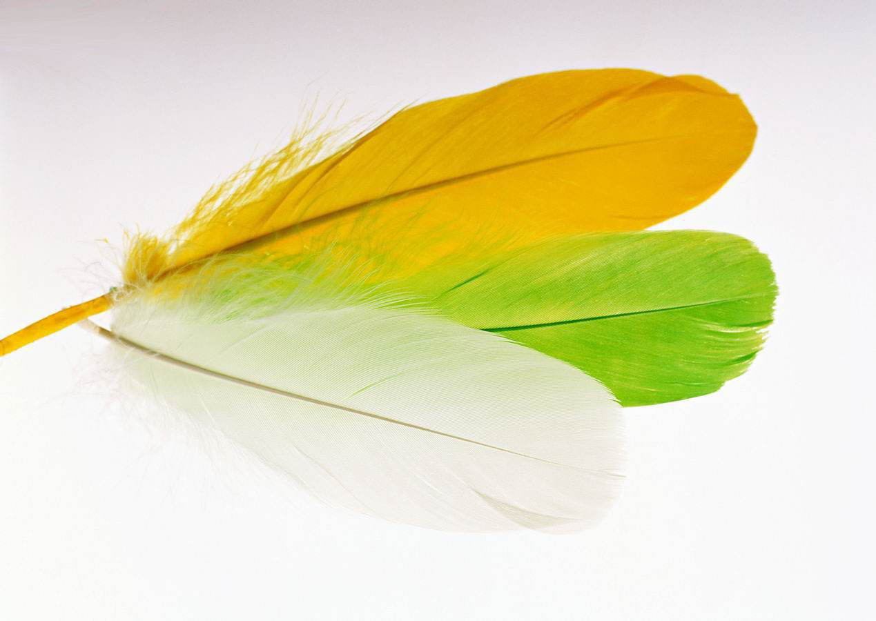 Colorful feather free powerpoint background