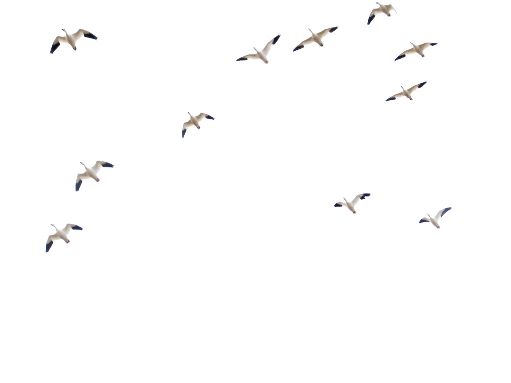 flying geese free powerpoint background
