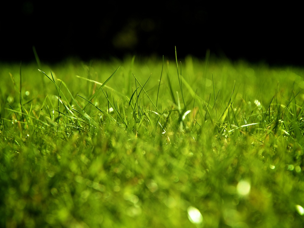 Grass for sports template Background
