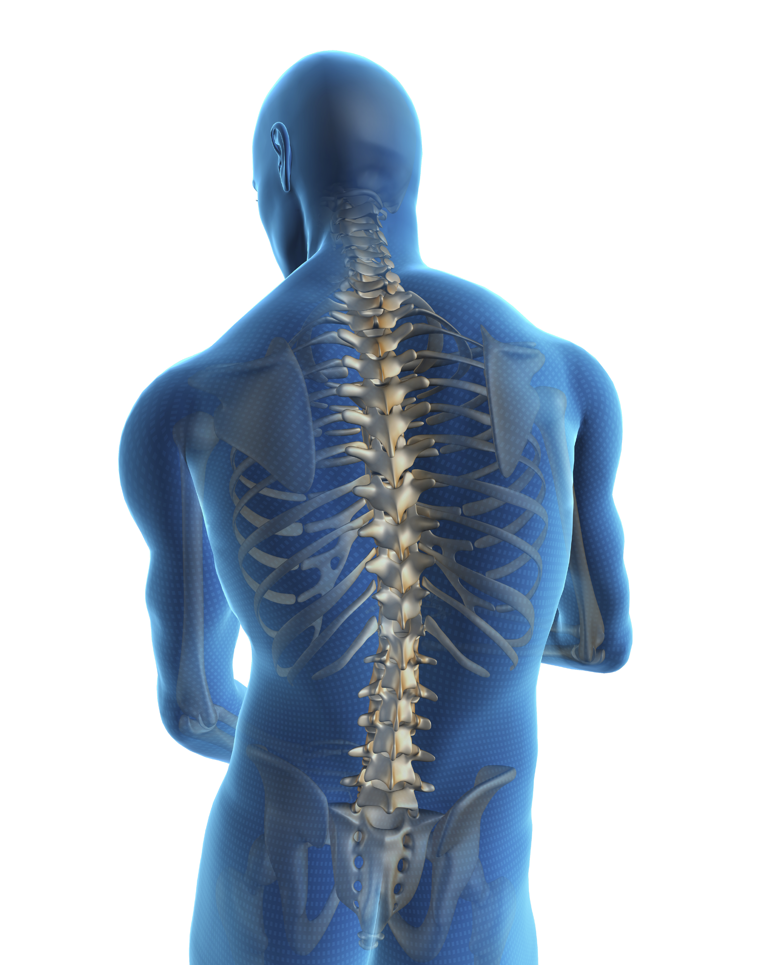 Human back and spine free powerpoint background
