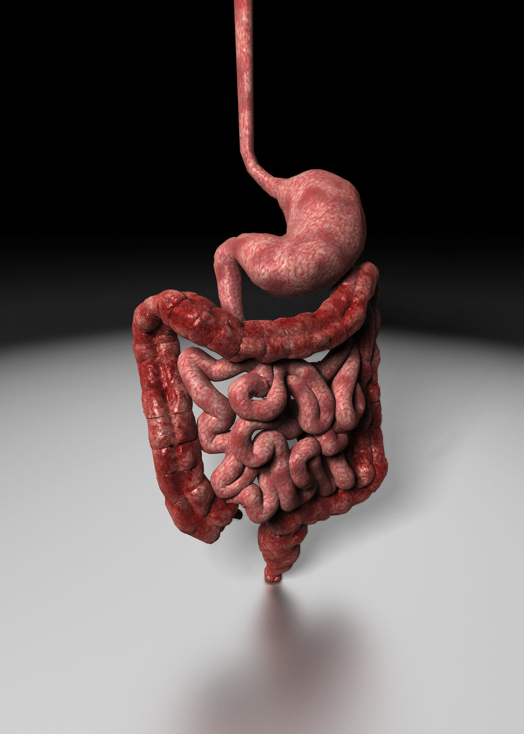 Human Digestive System Background