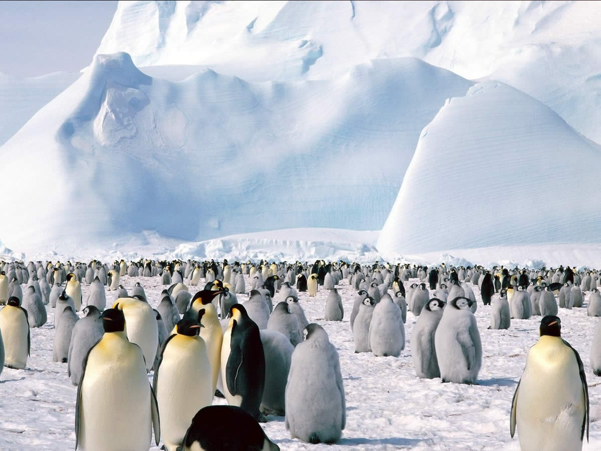 Penguins Background