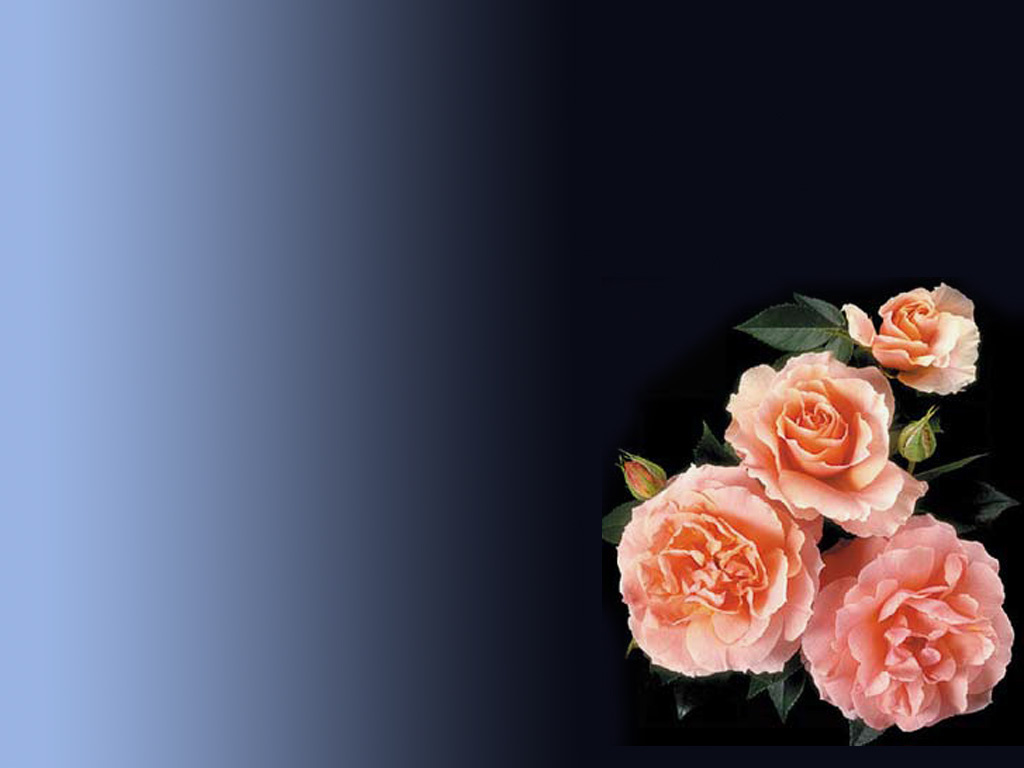 Pink Roses free powerpoint background