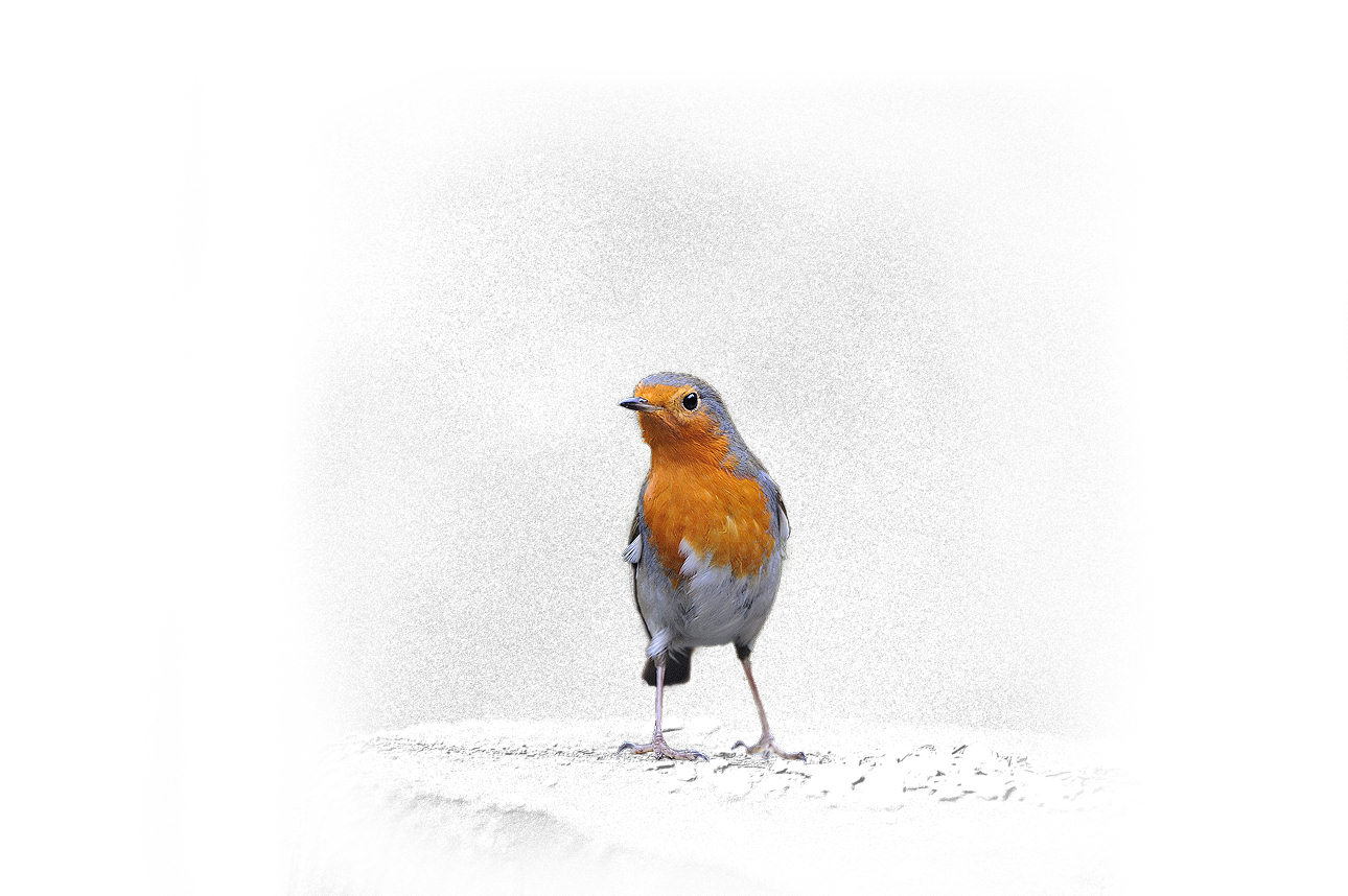 Robin Birds free powerpoint background