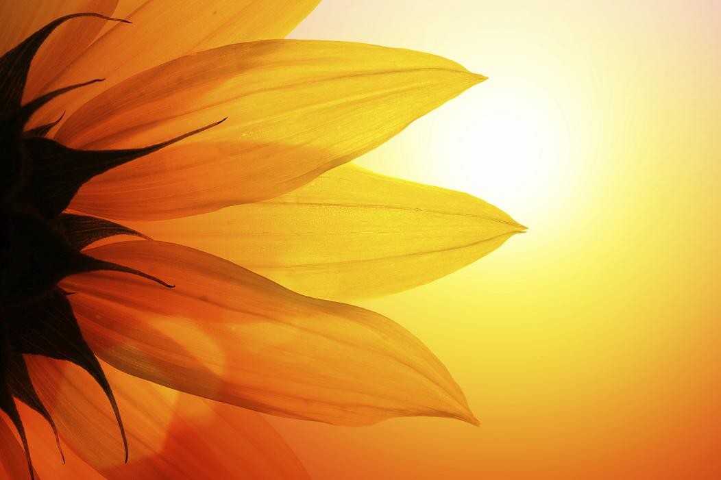 Sunflower At Sunset, Closeup free powerpoint background