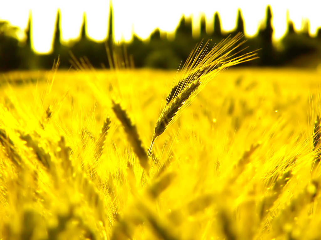 Sunny wheat fields free powerpoint background